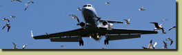 Plane surrounded birds